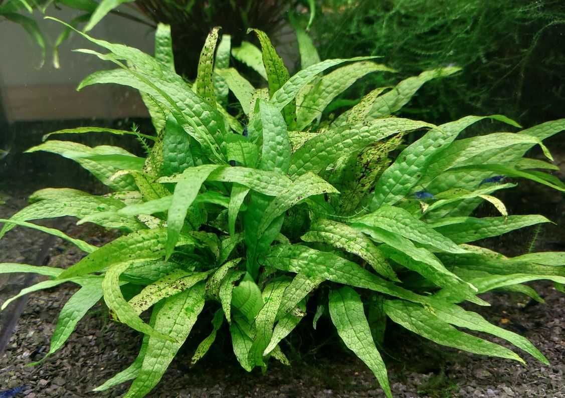 Mech Queen i Weeping, Hydrocotyle, Rogatek, Cryptocoryne i Microzorium
