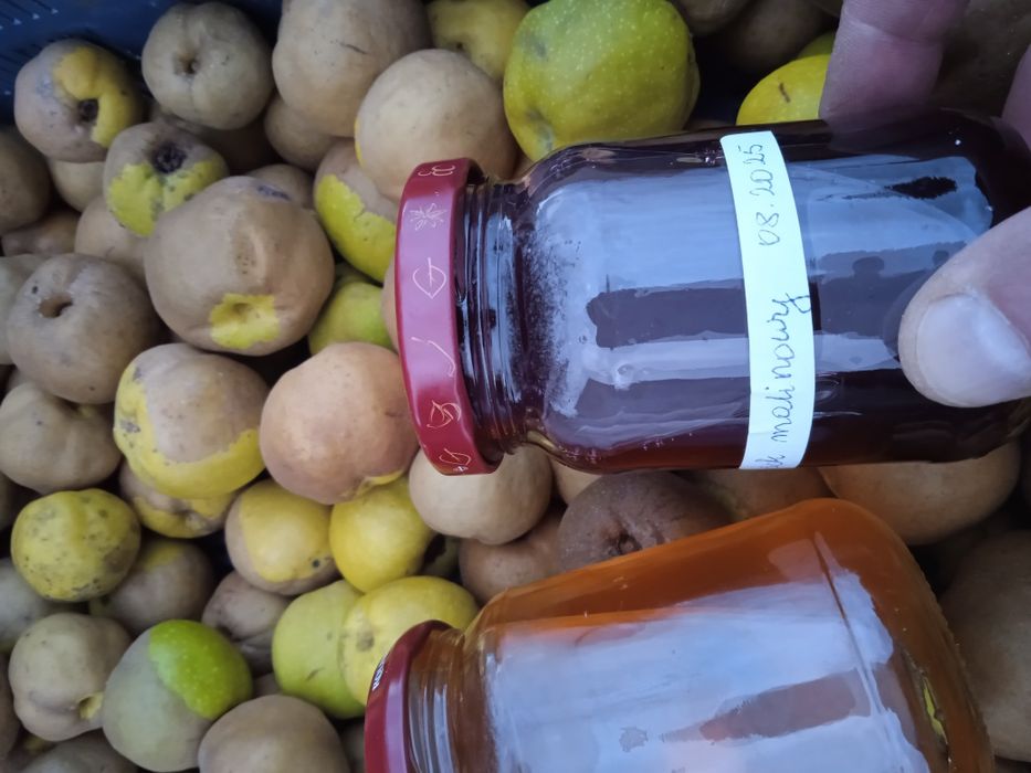 Pigwowiec japoński 5 kg, nie pryskane, ekologiczne na soki