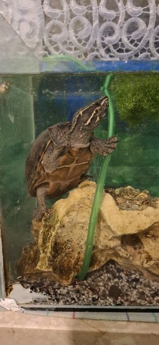 Przyjazny żółw wodny