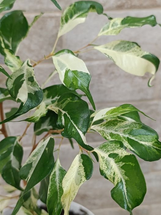 Продам Фікус Кьорлі