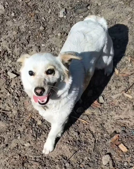 Suczka do oddania za darmo