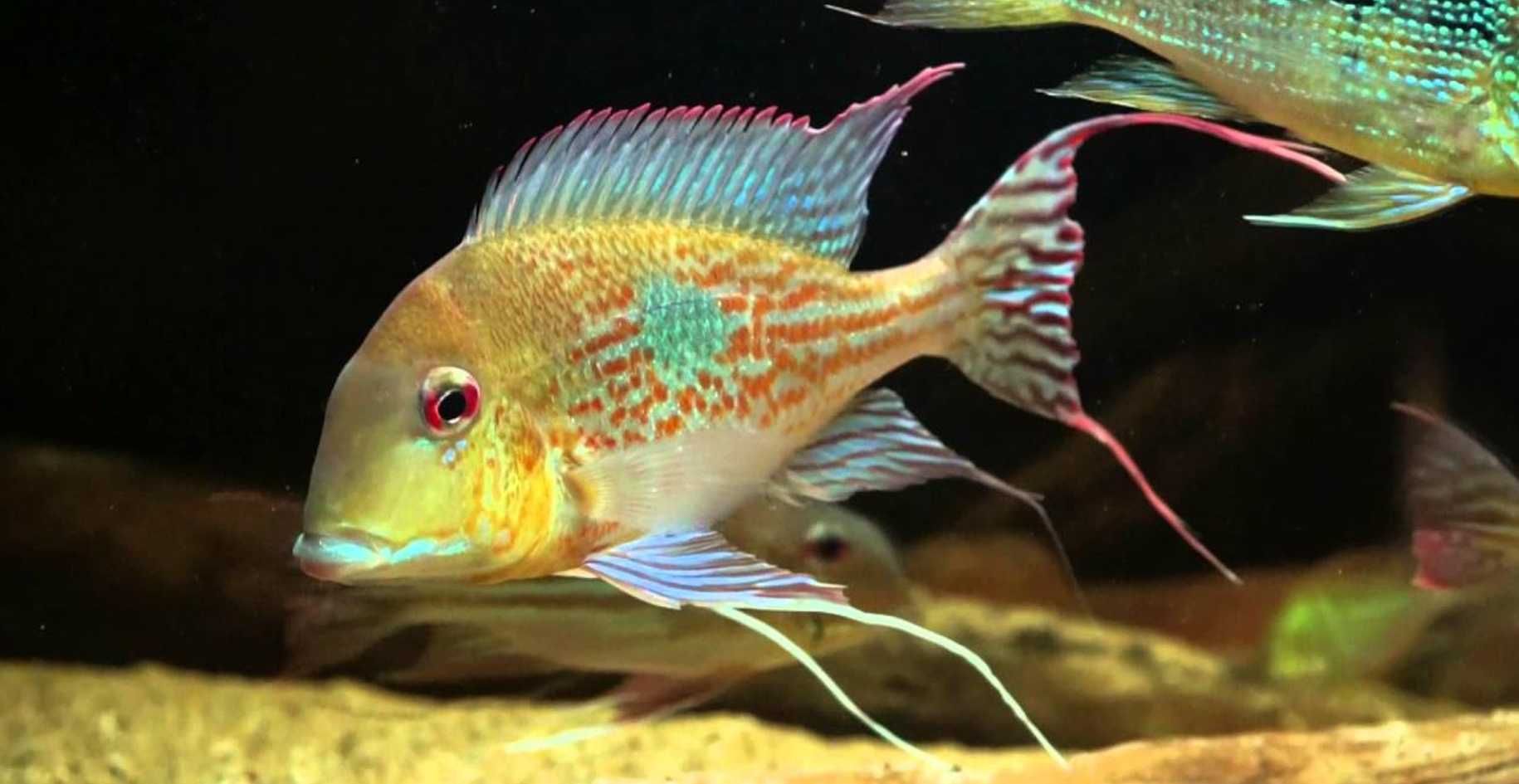 Ziemiojad megasema - Geophagus megasema - dowóz, wysyłka