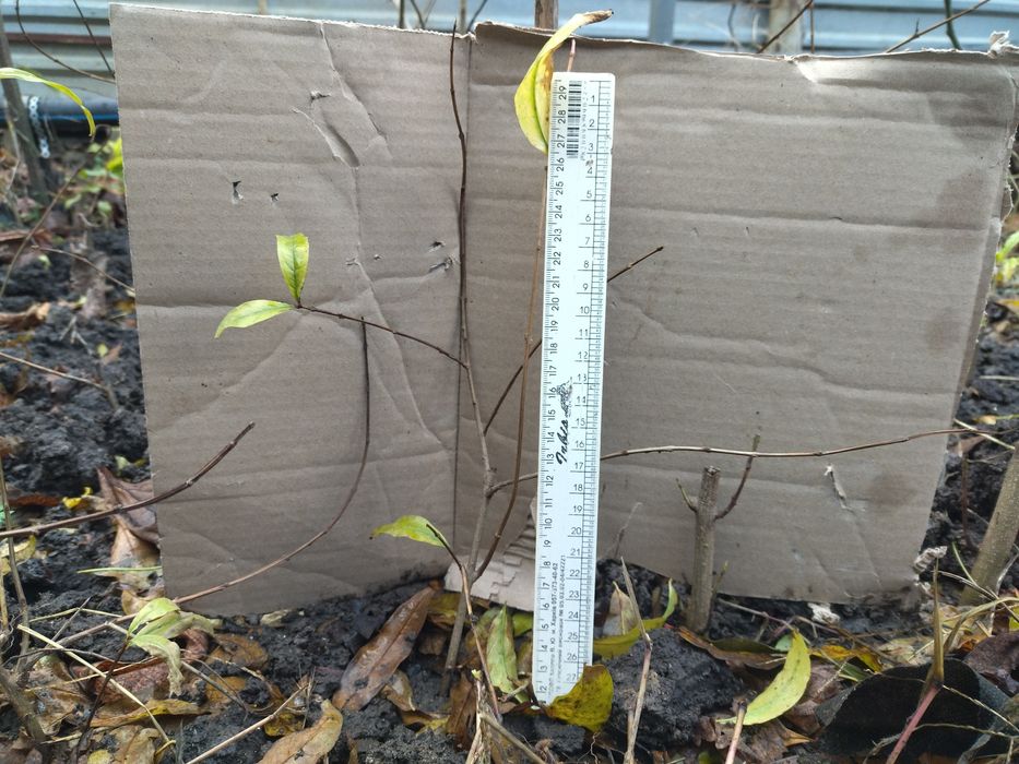 Гранат саженцы Ак-Дона