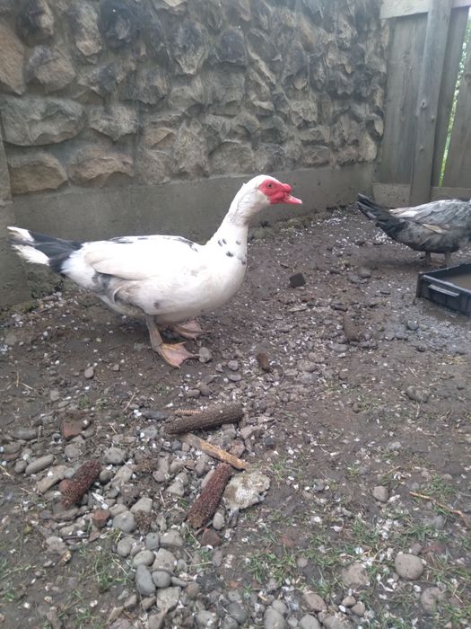 Продам качурів .