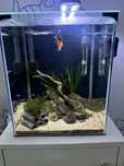 Akwarium 30L 30x30 Diversa z wyposażeniem/ bojownik/krewetki/neonki