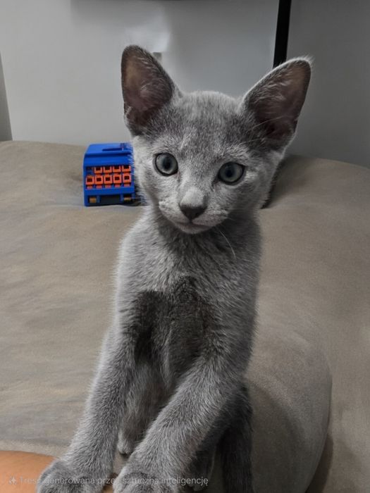 Kocurek rosyjski niebieski