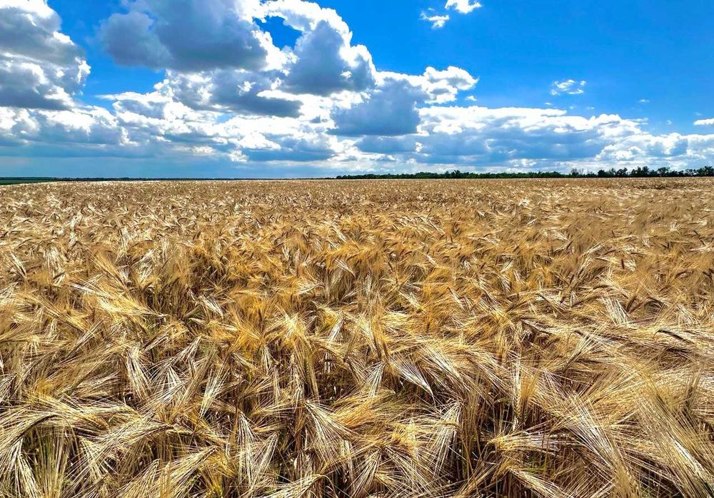 Продам посівний озимий ячмінь 9 Вал Дев'ятий Вал