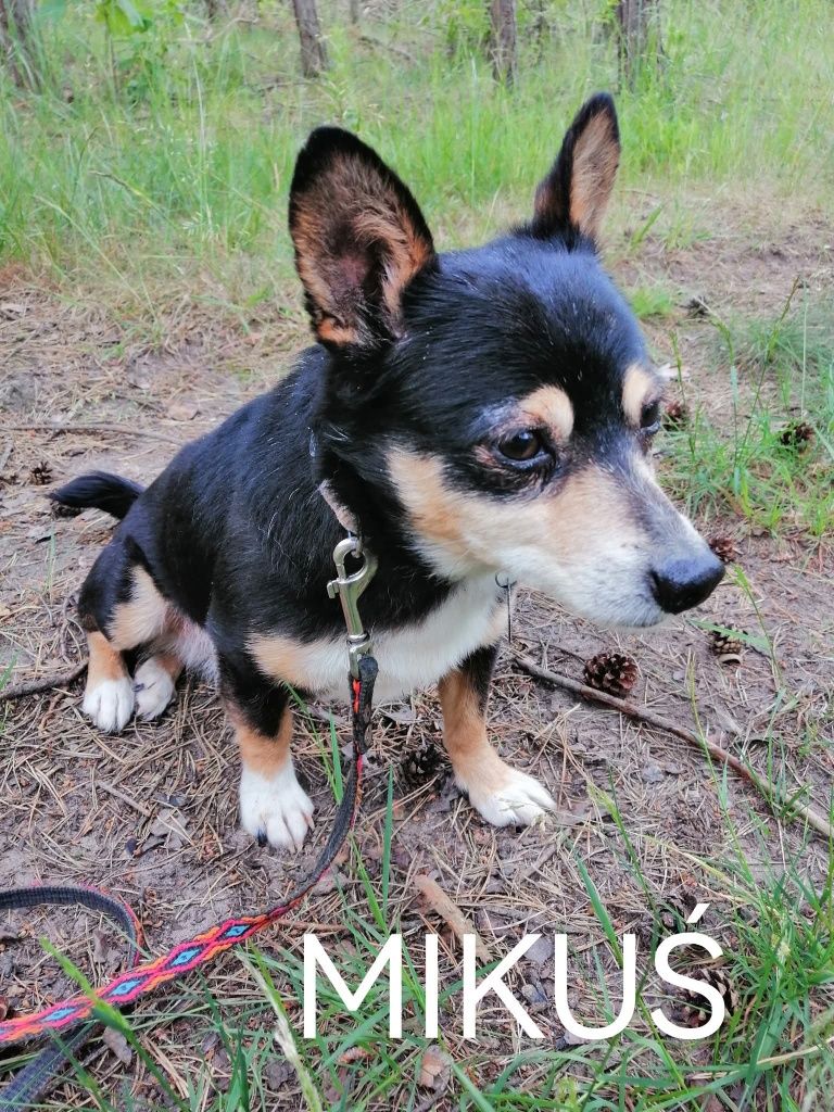 Psy polecają się do adopcji