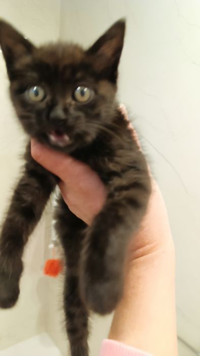 Gatinho bebê para adoção