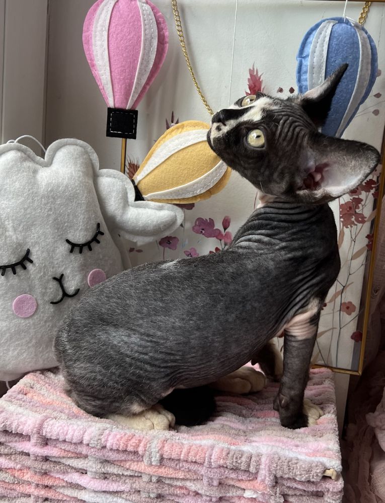Przepiekny Kocurek Devon Rex