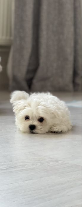 Дітки мальтійської болонки з документами