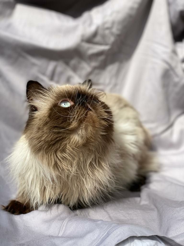 Персидский  кот на вязку