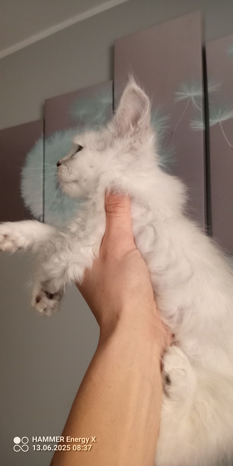 Kotka Maine coon Shell ns12 FPL