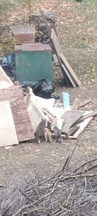 кошенята безкоштовно