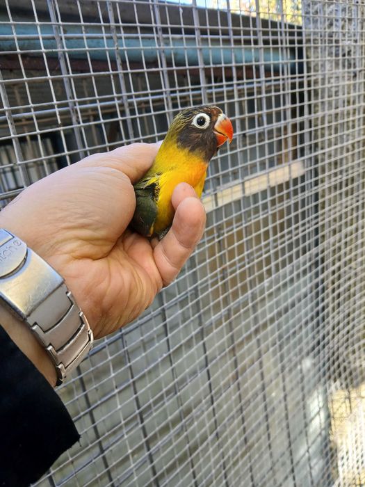 Agaponis Personatas e ficher