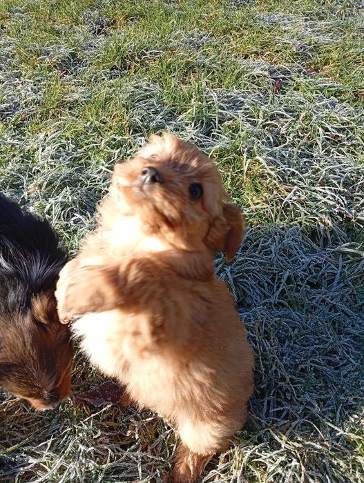 Цуценята йоркширський тер'єр