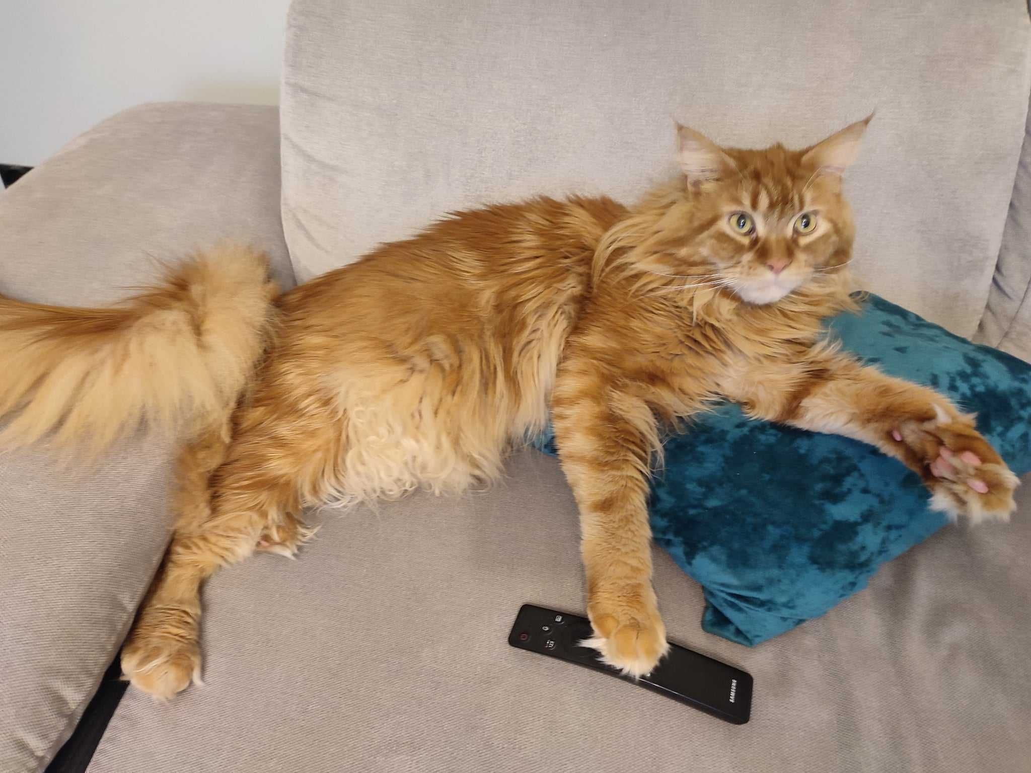 Kot Maine Coon Rudy uroczy kotek szuka nowego domu, skończone 4 latka
