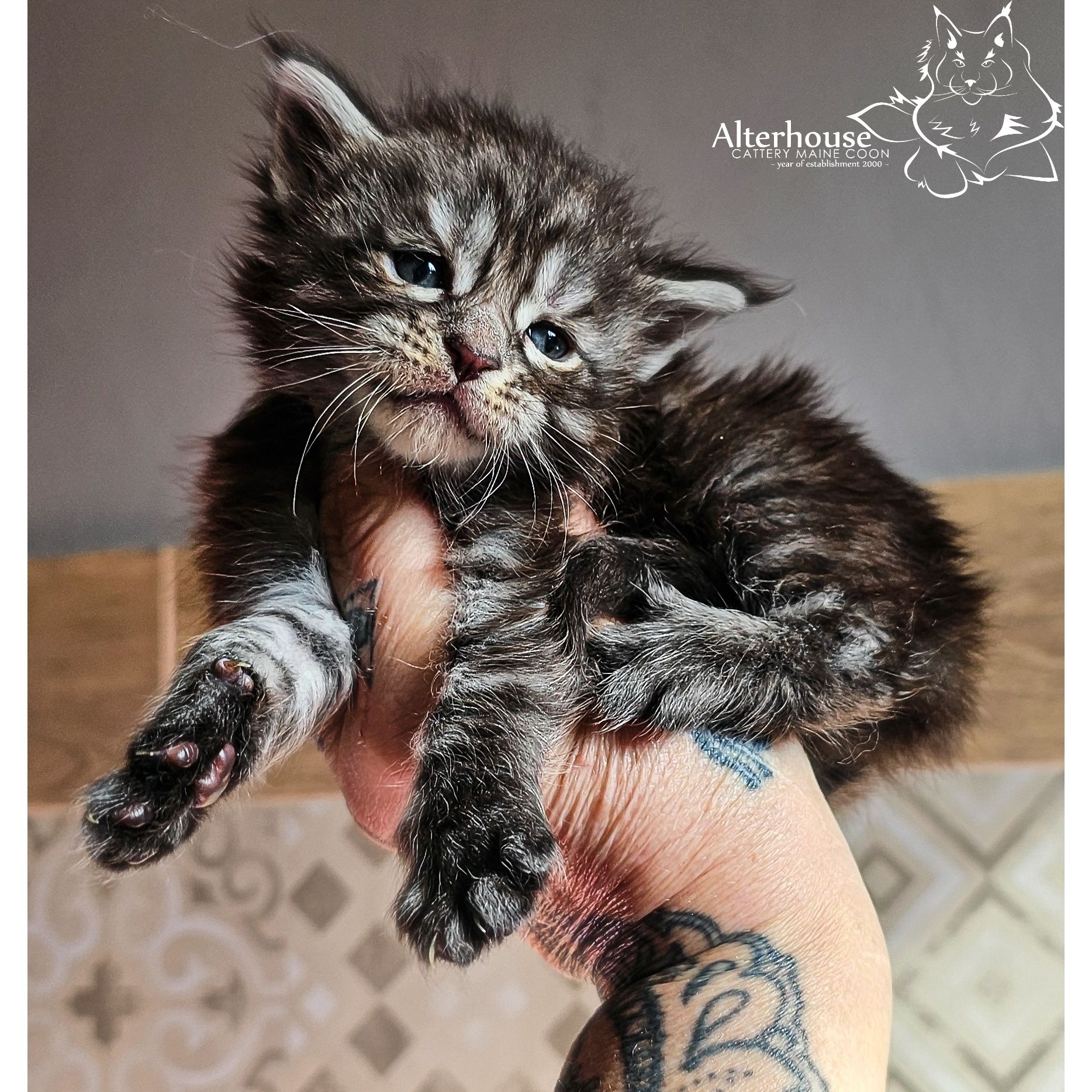 Maine Coon rodowód Felis Polonia FIFe WCC