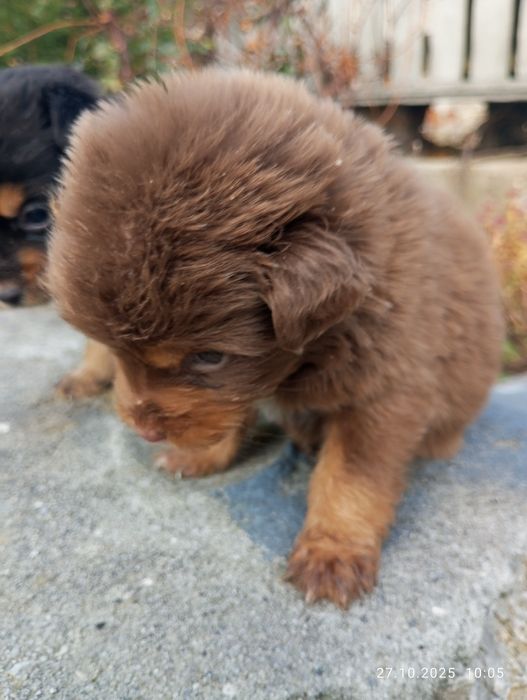 Щенята півтора місяця