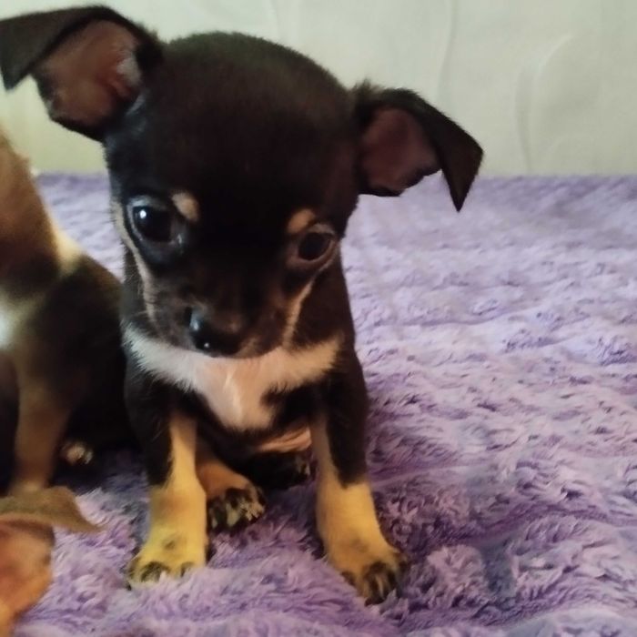 Продам Чихуахуа, дуже грайливі . Народилися 27 серпня