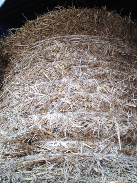 Sprzedam słomę żytnią 6 i sianokiszonkie z owsa i seradeli