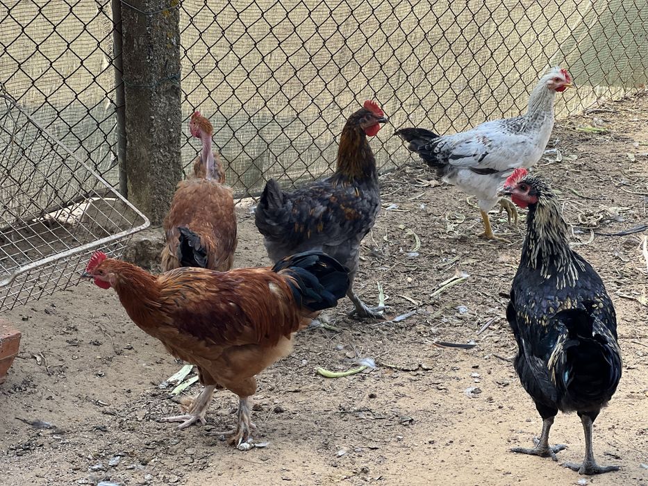 Galos e frangos caseiros