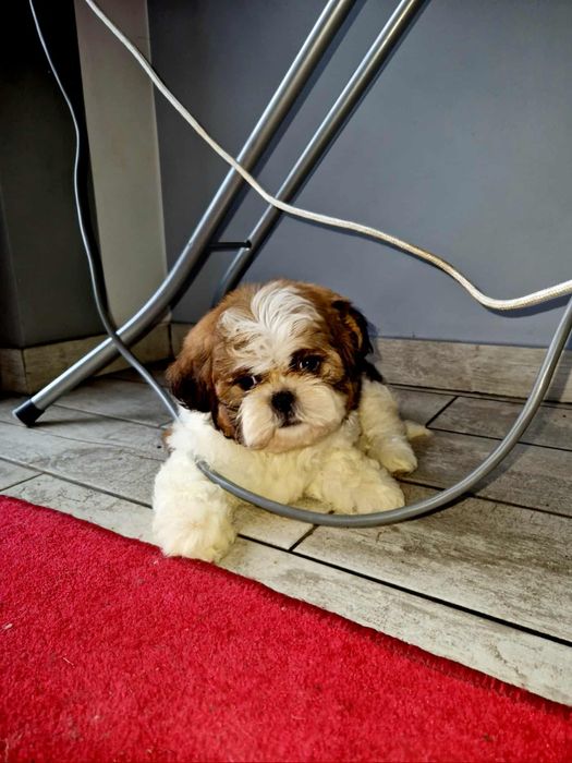 Shih tzu z rodowodem