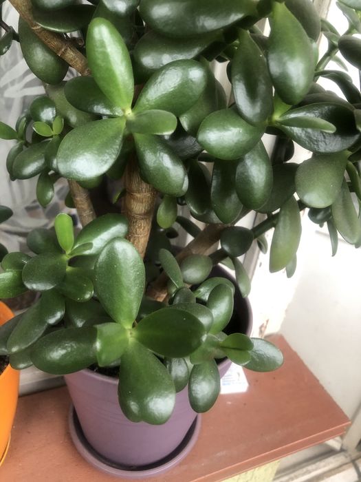 Денежное дерево