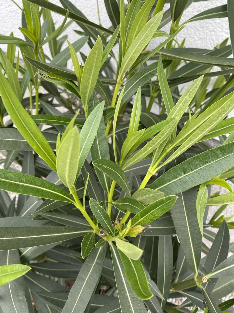 Oleander bialy kwiat