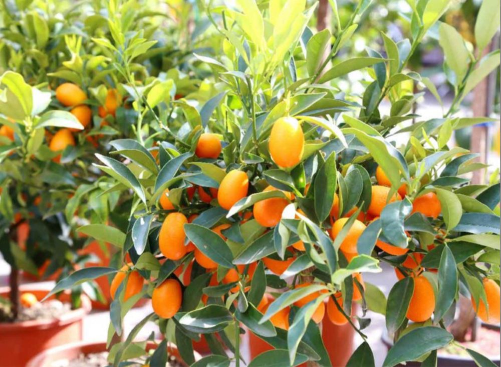 Citrus Japonesa Kumquats Portes grátis