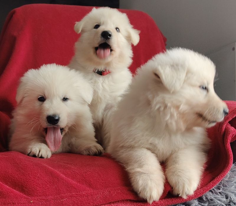 Biały Owczarek Szwajcarski-Rivulus FCI-26 lat istnienia hodowli