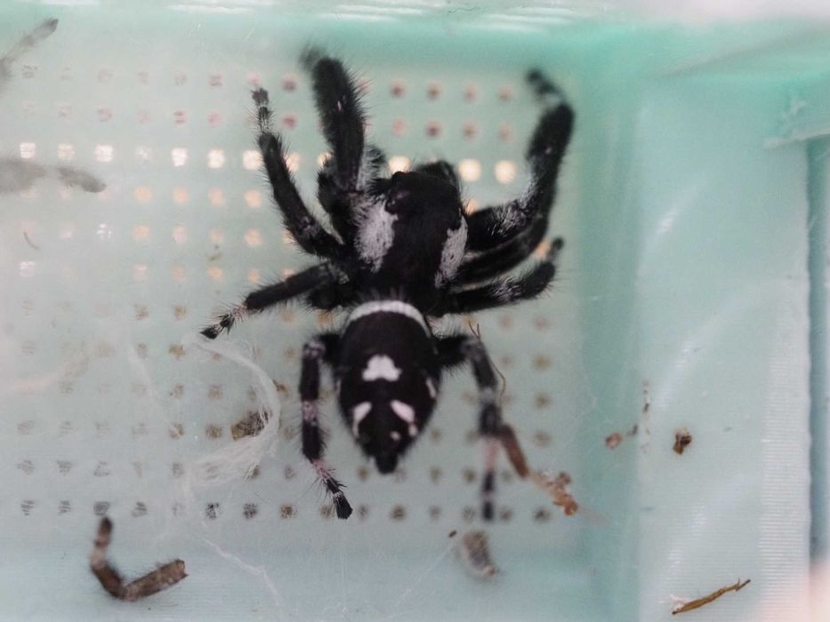 Skakun królewski samiec Phidippus regius bahama "białe uszy"