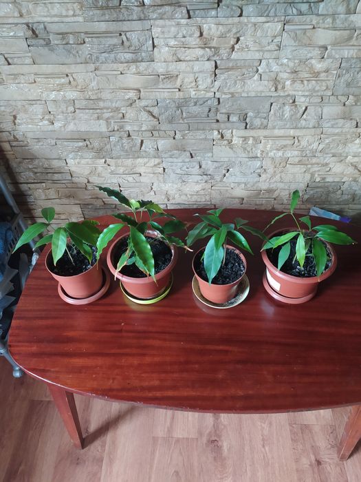 Личи саженцы плодоносящие