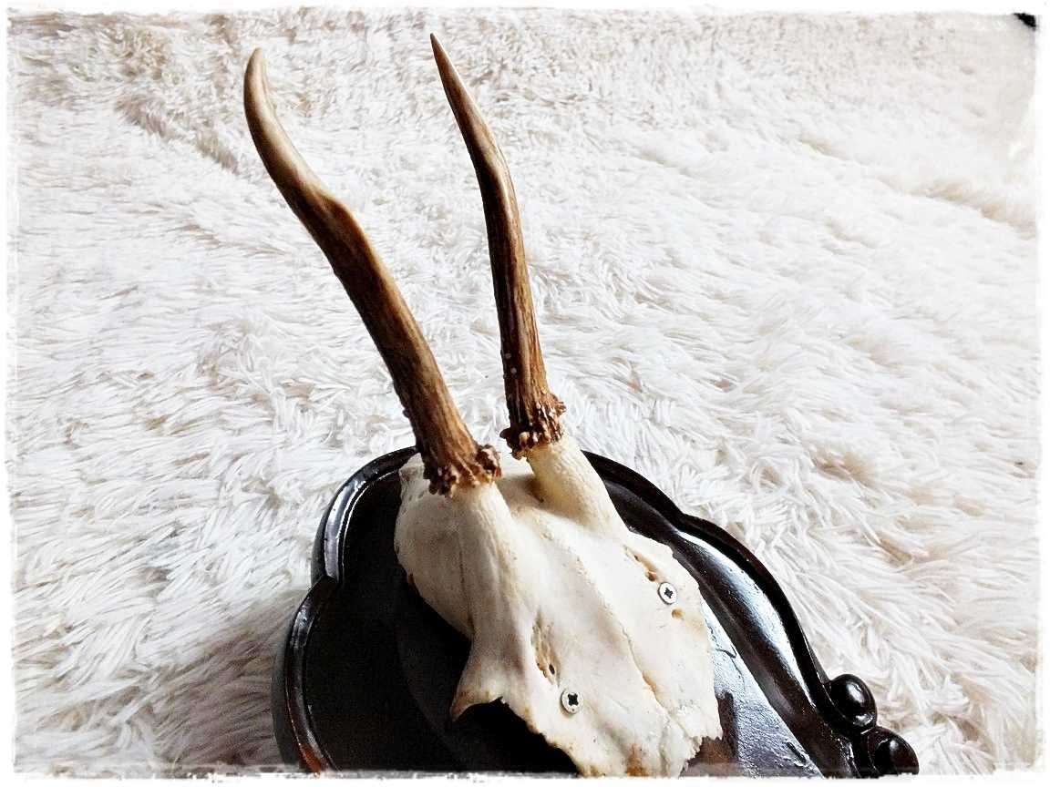 Parostki nr6 młodego kozła jelenia z czaszką długość 11cm Trofeum