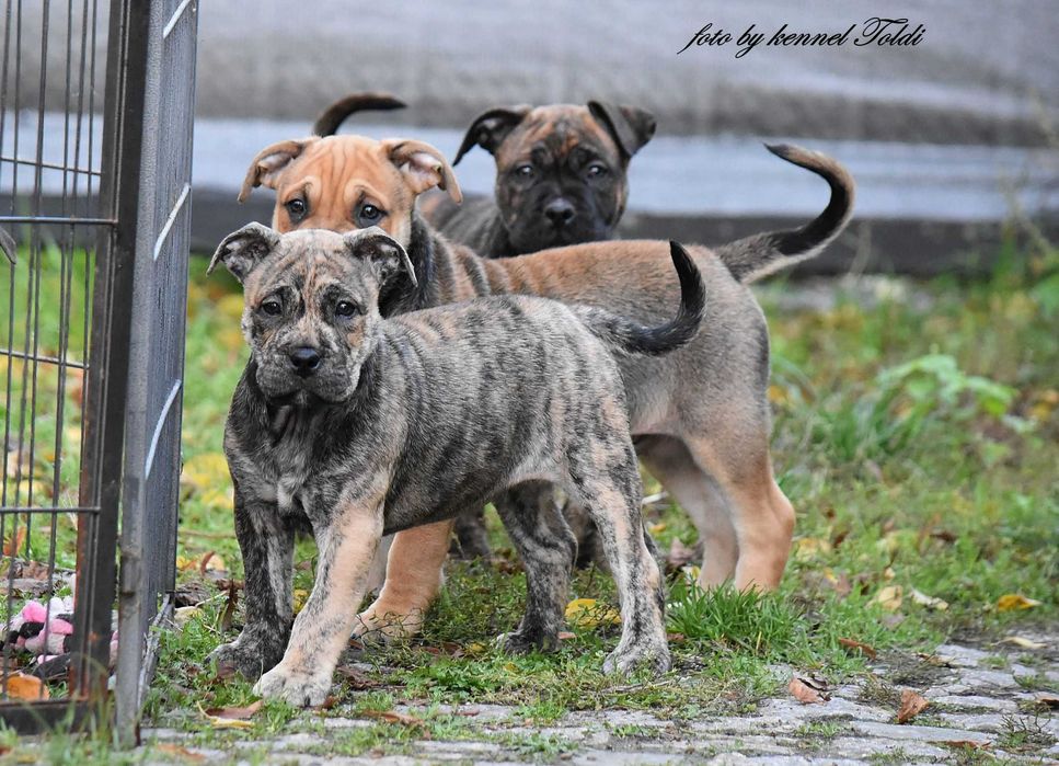 Dog z Majorki (Ca de Bou)