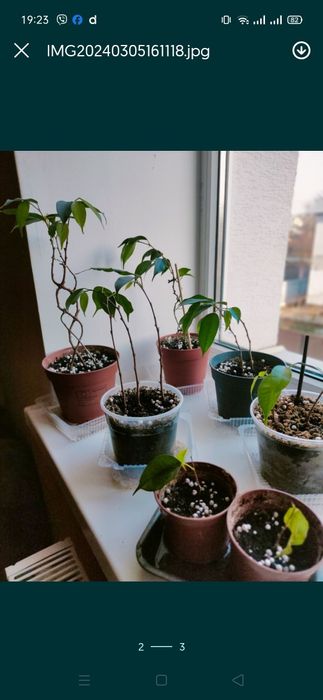 Фікус Бенджаміна вазон