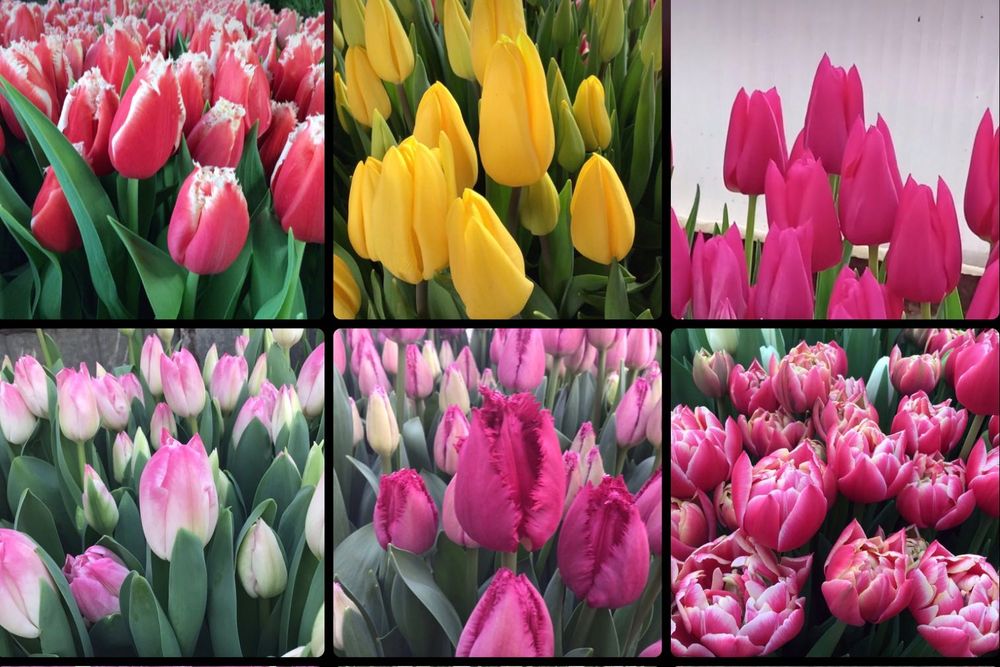 Б/у луковицы, цибулини (детки) тюльпанов после выгонки