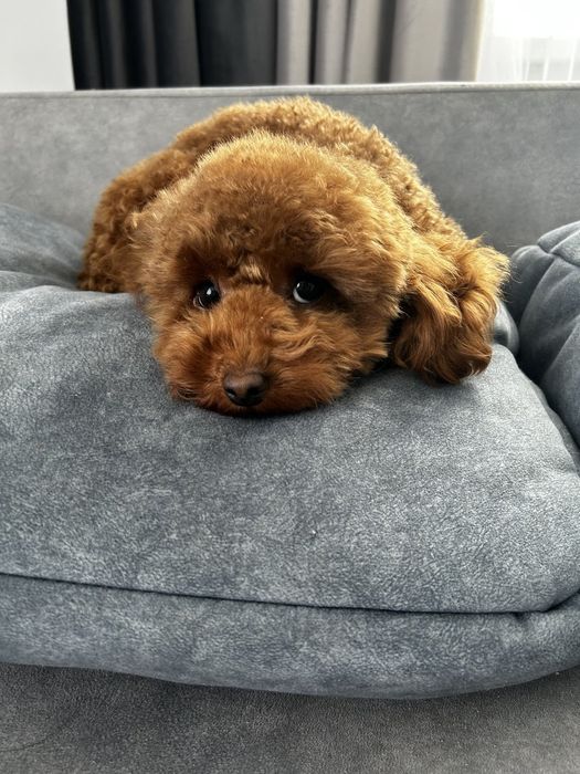 Дівчинка той пудель Ада