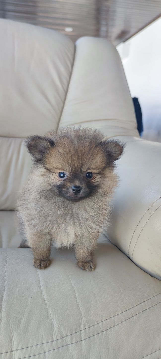 Lulu da Pomerânia (fêmea) disponível