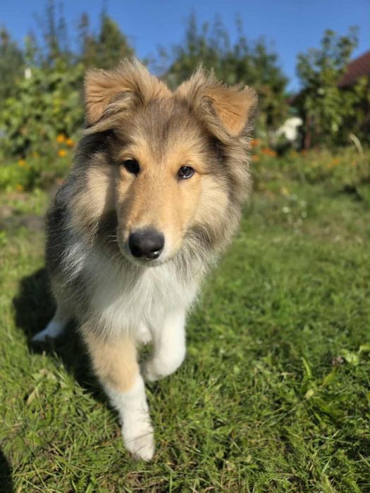 Owczarek Szkocki Długowlosy Collie FCI