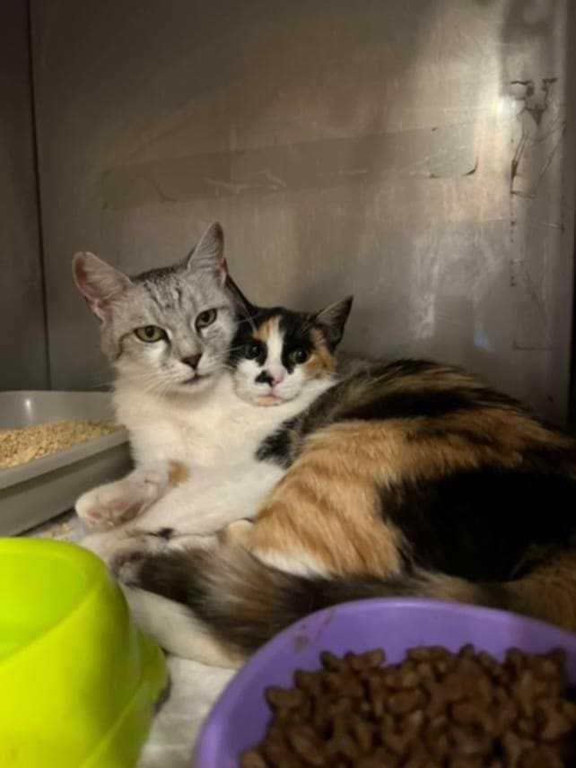 Brie i Gouda zakochane w sobie koteczki do adopcji