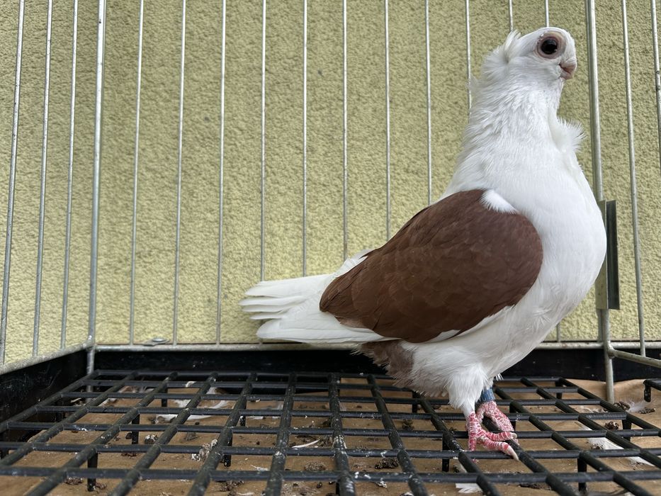 Gołębie ozdobne. Mewka polska samiec 2024t.