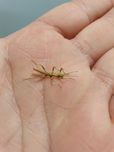 Młode straszyki Trachyaretaon sp. North Luzon