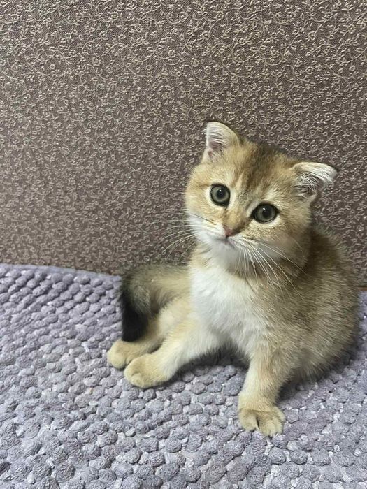 Продам Шотландского котёнка