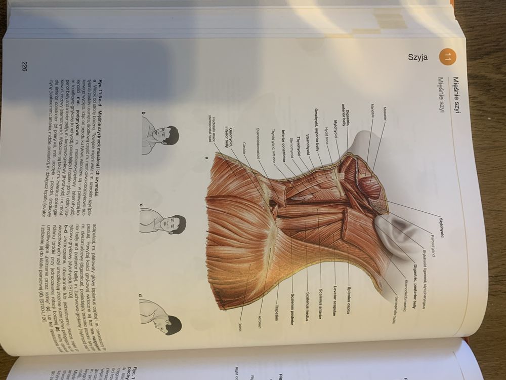 Sobotta atlasy anatomiczne komplet stan idealny