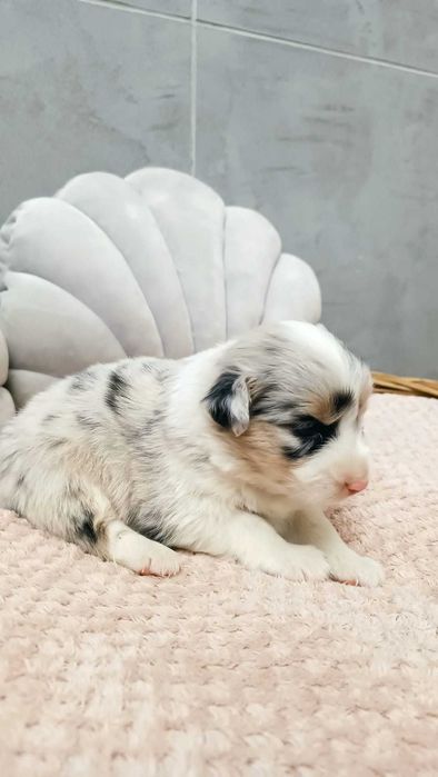 Owczarek Australijski - Sunia niebieskooka – Blue Merle- rezerwacja.