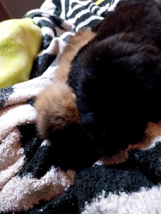 Cadela Serra da Estrela.