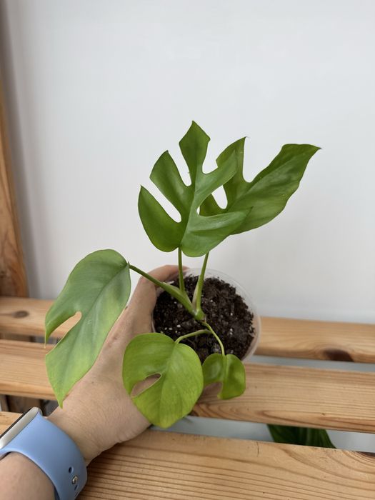 Монстера Мініма, Рафідофора, Monstera Minima, Rhaphidophora
