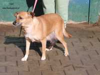 Falon cudowna sunia