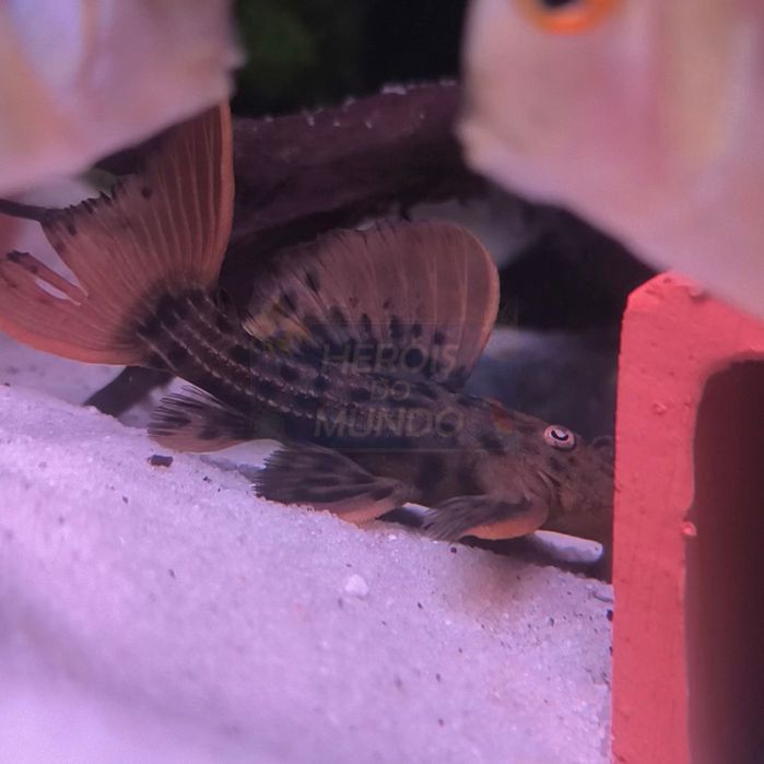 L025 Peudacanthicus Pirarara S. Félix